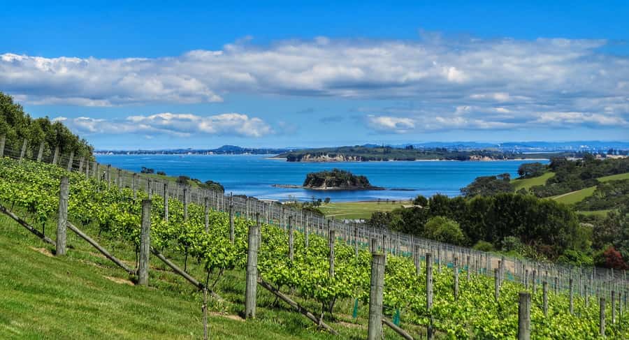 Waiheke Island: Afternoon Wine Tour with Oceanfront Lunch - Who will enjoy this tour most