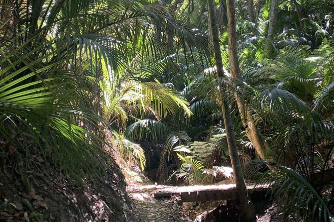 Waiheke Island Bush & Beach Walk - Timing, weather, and practical planning