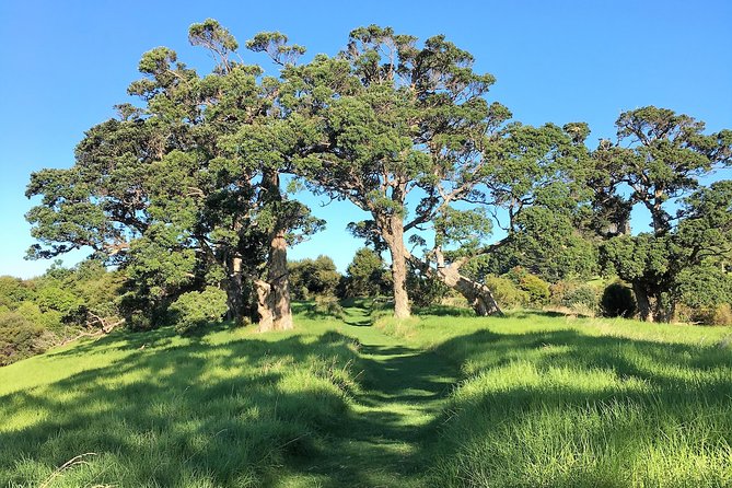 Waiheke Island Bush & Beach Walk - Starting at Matiatia at 9:45 am