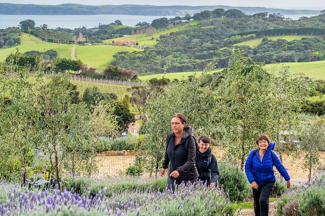 Waiheke Island History and Heritage Tour - Timing the ferry connection