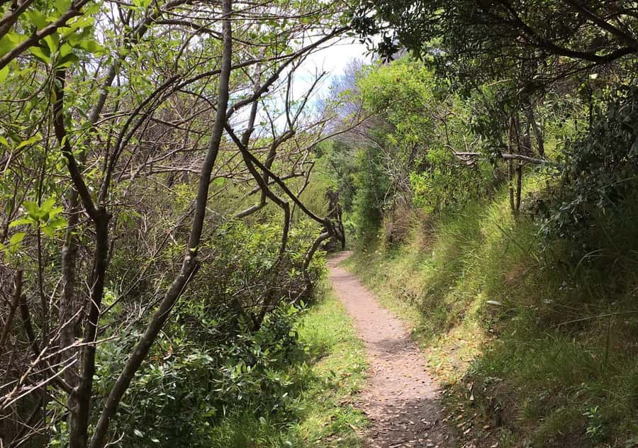 Waiheke Island: Premium Vineyard, Wine Tasting and Bush Walk - Is $269 a fair price?