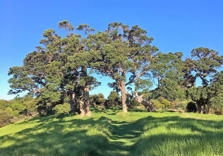 Waiheke Island: Premium Vineyard, Wine Tasting and Bush Walk - Weather, clothing, and practical preparation