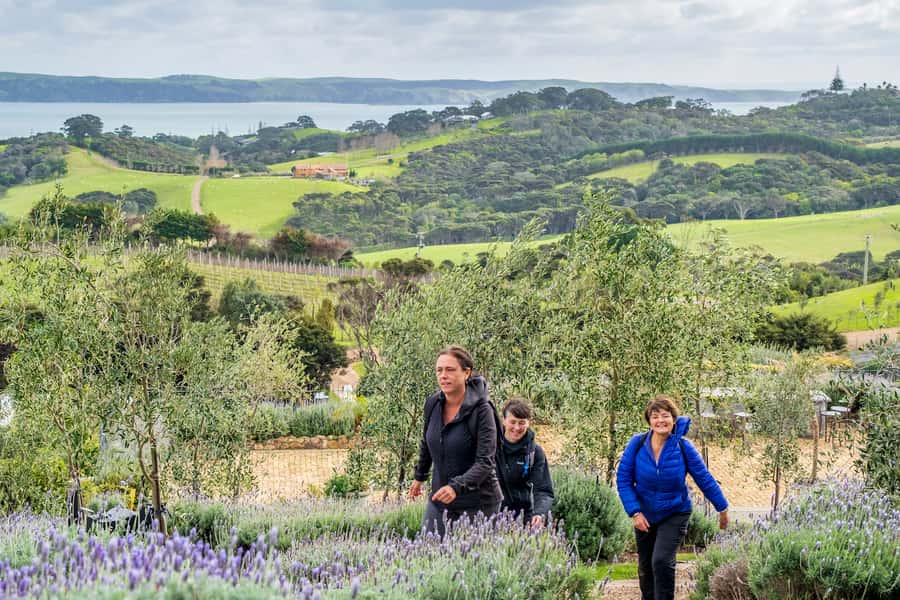 Waiheke Island: Premium Vineyard, Wine Tasting and Bush Walk - Gulf views from the rolling hills