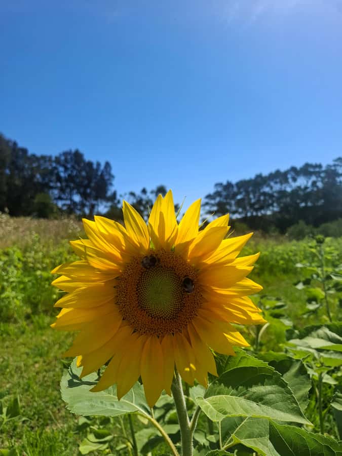Waiheke Island: Sip and Savor 3 Vineyards Tour with Lunch - Why this Waiheke wine tour works