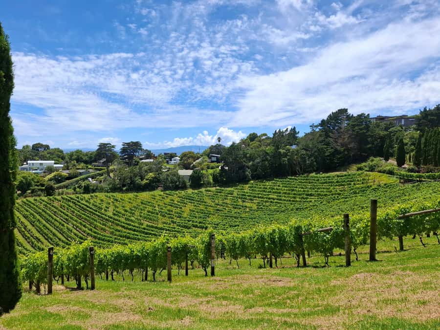 Waiheke Island: Sip and Savor 3 Vineyards Tour with Lunch - Returning to Matiatia and catching the ferry