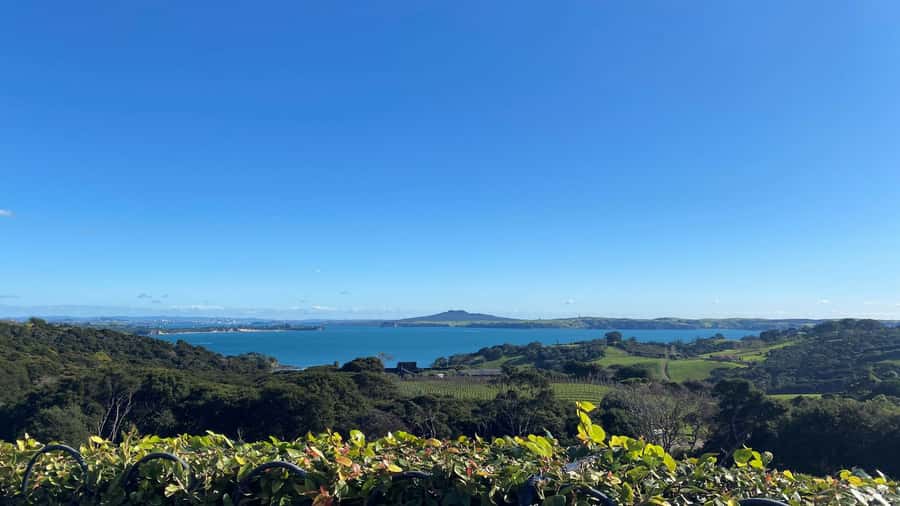 Waiheke Island: The Essence of Waiheke Wine Tour - Three Waiheke vineyards, one well-paced day