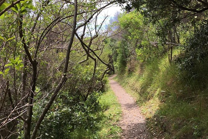 Waiheke Island Vineyards and Bush Walk - Why this walk is different from a winery tour