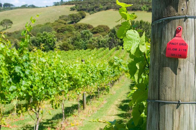 Waiheke island Wine Tours - PREMIUM wine tasting MAX 11 clients ! - Three vineyards, three different moods