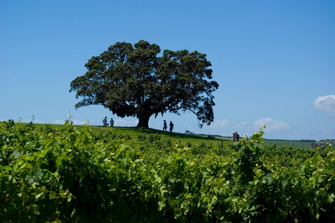 Waiheke island Wine Tours - PREMIUM wine tasting MAX 11 clients ! - Who will enjoy it most