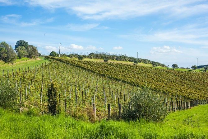 Waiheke island wine tours with Waitiki Tours - Mudbrick Vineyard and the grandest view