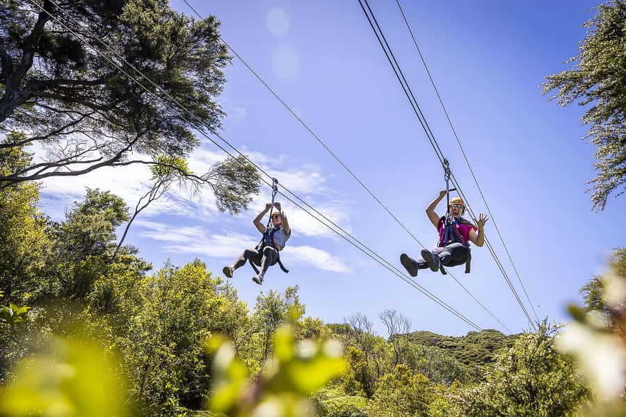 Waiheke Island: Zipline and Native Forest Adventure Trip - The 25-minute walk back through native forest