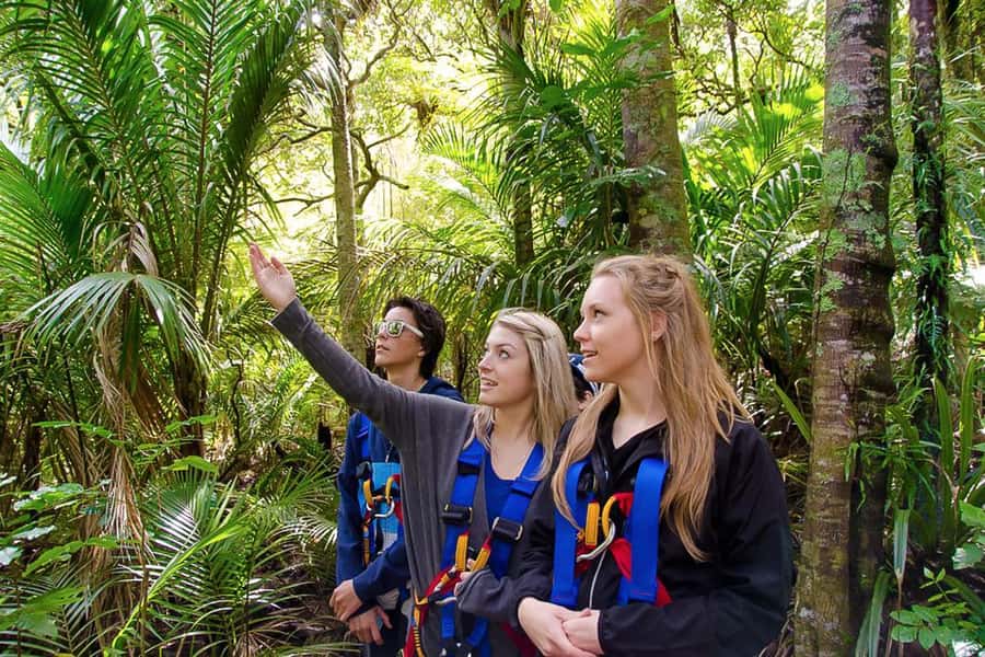 Waiheke Island: Zipline and Native Forest Adventure Trip - What $89 buys you, and what it does not
