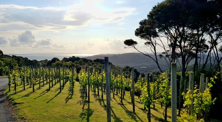 Waiheke: Scenic Taste and Graze Tour with Wine, Whisky, Beer - The Heke: beer, whisky, and a change of pace