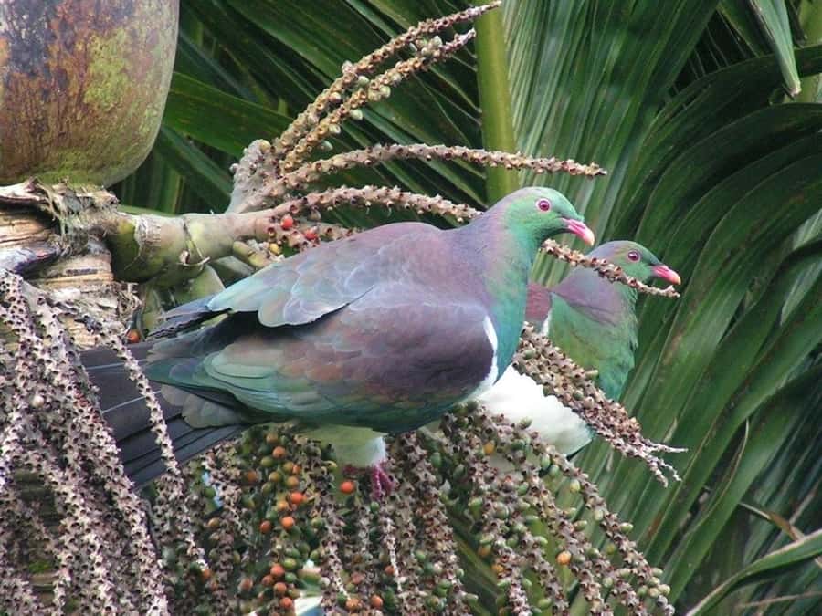 Waitakere Ranges Wilderness Experience Tour from Auckland - Guides who bring the bush to life
