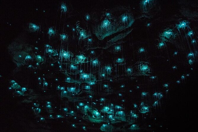 Waitomo Glow Worm Caves - Why the Waitomo Glowworm Caves are worth the long ride