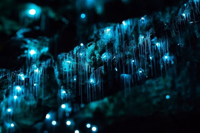 Waitomo Glow Worm Caves - What the $173.14 price includes